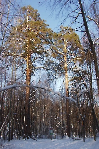 Трехсотлетние сосны