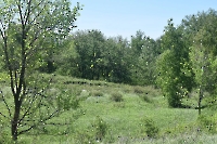 Шулаевские леса