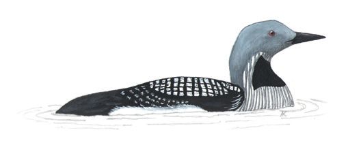 Европейская чернозобая гагара – Gavia arctica arctica