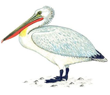 Кудрявый пеликан – Pelecanus crispus
