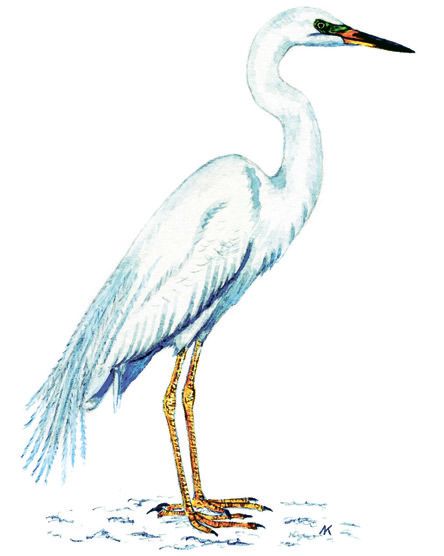 Большая белая цапля – Egretta alba