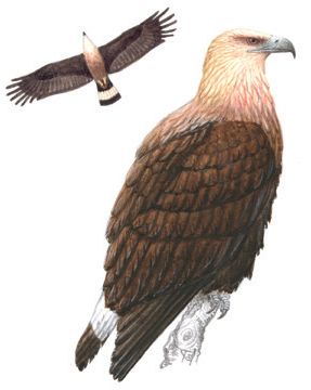 Орлан-долгохвост – Haliaeetus leucoryphus