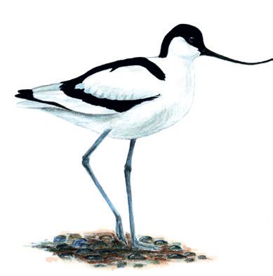 Шилоклювка – Recurvirostra avosetta