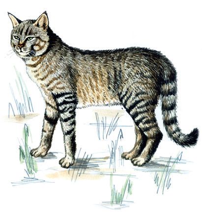 Степной кот – Felis libyca