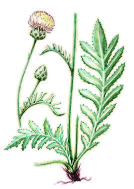 Василек Талиева – Centaurea taliewii Kleop.
