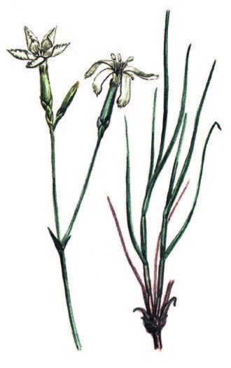 Гвоздика узколепестная – Dianhtus leptopetalus Willd.