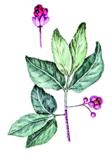 Бересклет бородавчатый – Euonymus verrucosa Scop.
