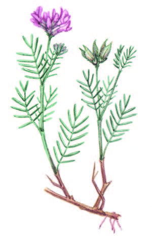 Астрагал рогоплодный – Astragalus cornutus Pall.