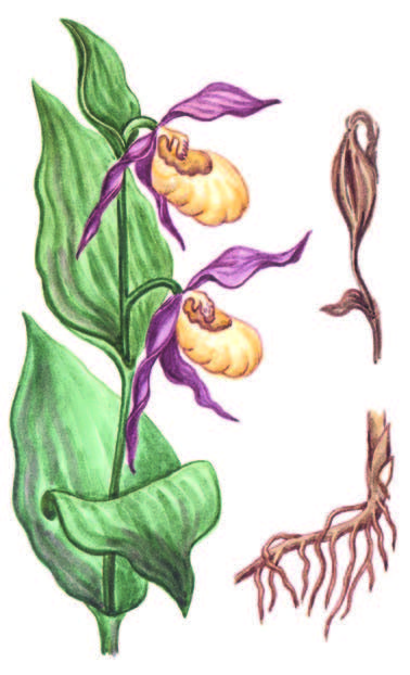 Венерин башмачок настоящий – Cypripedium calceolus L. - Краевед Оренбуржья