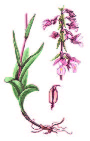 Дремлик болотный – Epipactis palustris (L.) Crantz