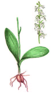Любка двулистная – Platanthera bifolia (L.) Rich.