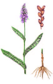 Пальчатокоренник Фукса – Dactylorhiza fuchsii (Druce) Soo.