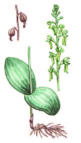 Тайник овальный – Listera ovata (L.) R. Br.