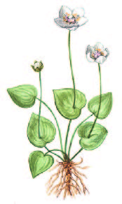 Белозор болотный – Parnassia palustris L.