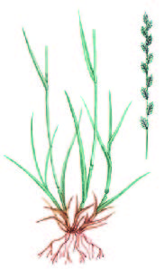 Пырей инееватый – Elytrigia pruinifera Nevski