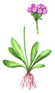 Примула длиннострелочная – Primula longiscapa Ledeb.