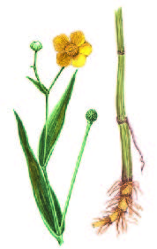 Лютик языколистный – Ranunculus lingua L.