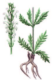 Мытник прерывистоколосый – Pedicularis interrupta Stephan ex Willd.