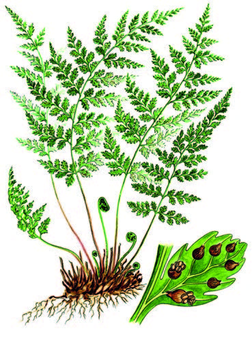 Пузырник ломкий – Cystopteris fragilis (L.) Bernh.