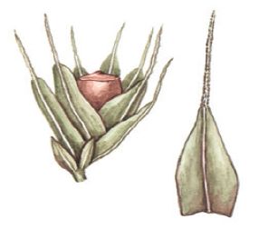Гриммия беззубцовая – Grimmia anodon Bruch et al.