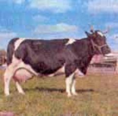 Черно-пестрая порода коровы