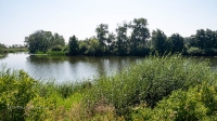 Озеро Жеребьево (Жеребцово). Август 2021 года