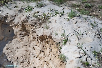 Лещевский разрез. Апрель 2025 года