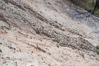 Лещевский разрез