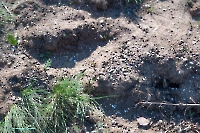 Лещевский разрез