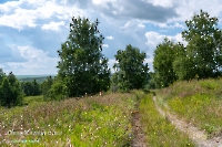 Саринский лес. Июль 2026 год