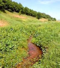 Овраг и родник Лей-Латка (Прямой овраг)