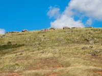 Гора Сарыкташ («Каменные овцы»)