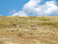 Гора Сарыкташ («Каменные овцы»)