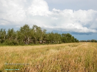 Сыртово-Каргалинские лески. Июль 2023 года