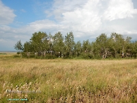 Сыртово-Каргалинские лески. Июль 2023 года