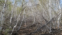 Карагачский ольхово-березовый лес