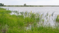 Озеро Копа. Июнь 2021 года