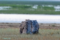 Озеро Шалкар-Ега-Кара. Июнь 2025 года