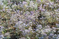 Озеро Шалкар-Ега-Кара. Июнь 2025 года