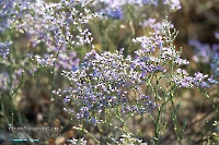 Озеро Шалкар-Ега-Кара. Июнь 2025 года