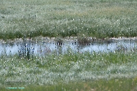 Озеро Карамола. Июнь 2025 года