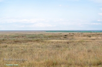 Озеро Жетыколь. Июнь 2025 года