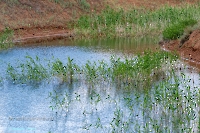 Ащисайский пруд. Июнь 2025 года