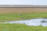 Озеро Коскуль (западное). Июнь 2025 года