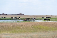 Озеро Коскуль (восточное). Июнь 2025 года