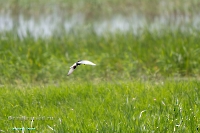 Озеро Коскуль (западное). Июнь 2025 года