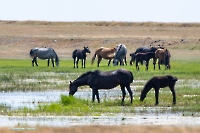 Озеро Коскуль (восточное). Июнь 2025 года