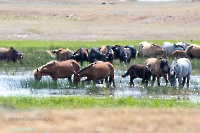 Озеро Коскуль (восточное). Июнь 2025 года