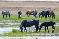 Озеро Коскуль (восточное). Июнь 2025 года