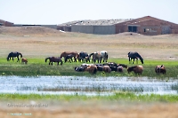 Озеро Коскуль (восточное). Июнь 2025 года